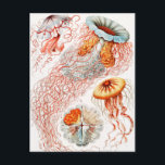 Jellyfish, Discomedusae by Ernst Haeckel Postcard<br><div class="desc">Jellyfish,  Discomedusae Scheibenquallen by Ernst Haeckel Postcard</div>