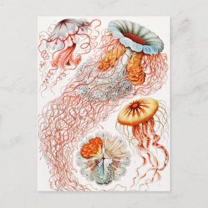 Jellyfish, Discomedusae by Ernst Haeckel Postcard