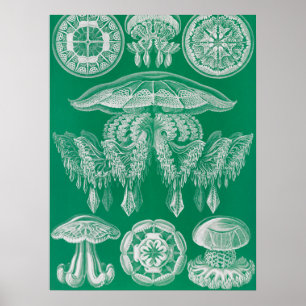 Jellyfish, Discomedusae by Ernst Haeckel Poster