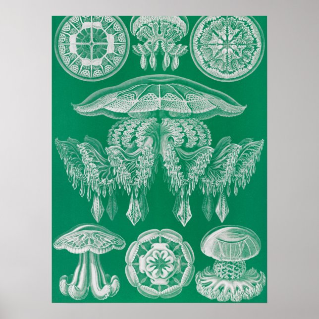 Jellyfish, Discomedusae by Ernst Haeckel Poster (Front)