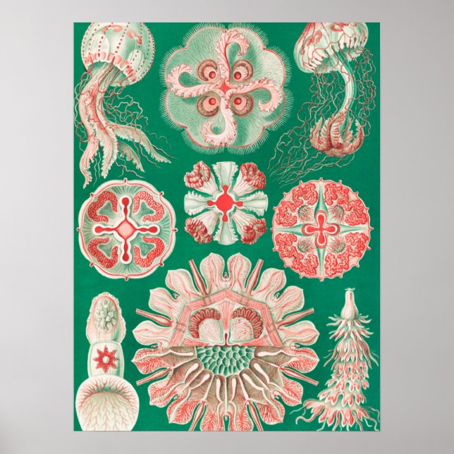 Jellyfish, Discomedusae by Ernst Haeckel Poster (Front)