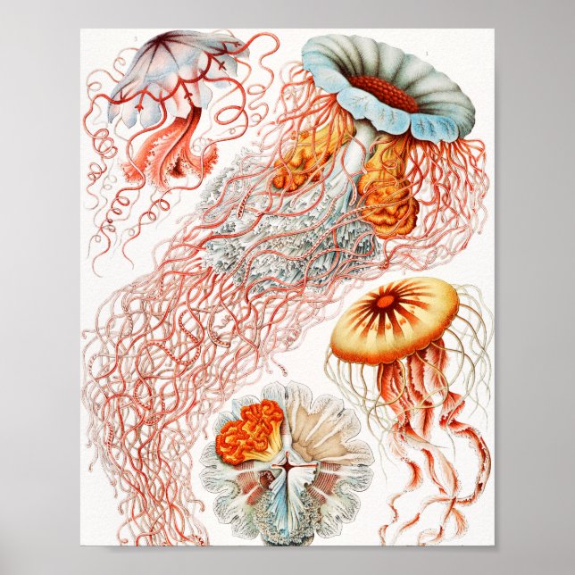 Jellyfish, Discomedusae by Ernst Haeckel Poster (Front)