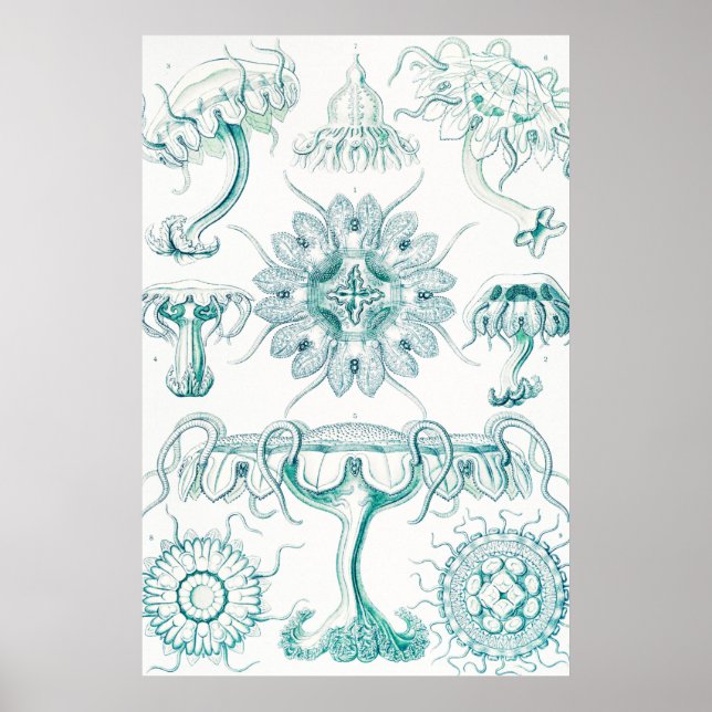 Jellyfish, Discomedusae by Ernst Haeckel Poster (Front)