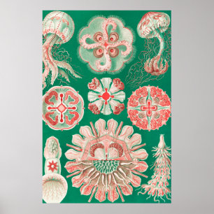 Jellyfish, Discomedusae by Ernst Haeckel Poster