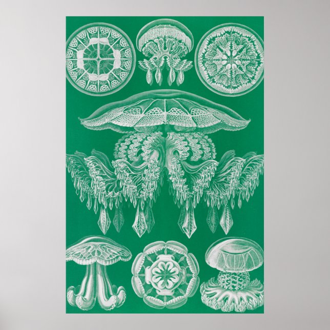 Jellyfish, Discomedusae by Ernst Haeckel Poster (Front)