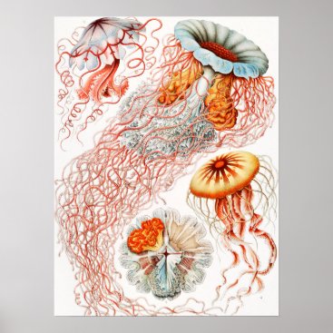 Jellyfish, Discomedusae by Ernst Haeckel Poster