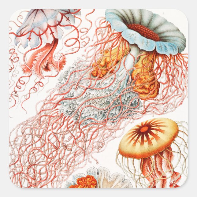 Jellyfish, Discomedusae by Ernst Haeckel Square Sticker (Front)