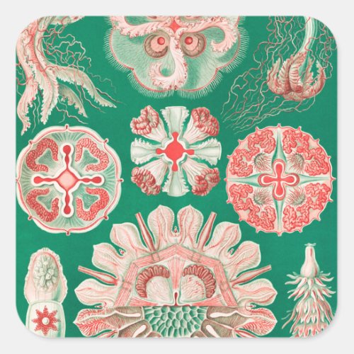 Jellyfish Discomedusae by Ernst Haeckel Square Sticker