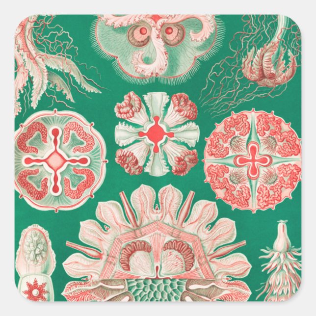 Jellyfish, Discomedusae by Ernst Haeckel Square Sticker (Front)