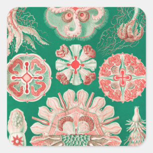 Jellyfish, Discomedusae by Ernst Haeckel Square Sticker