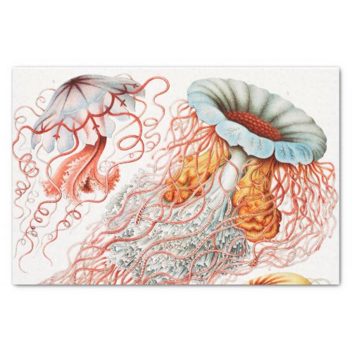 Jellyfish Discomedusae by Ernst Haeckel Tissue Paper