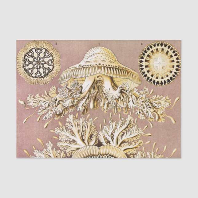 Jellyfish, Discomedusae by Ernst Haeckel Tissue Paper (Front)