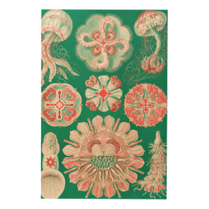Jellyfish, Discomedusae by Ernst Haeckel Wood Wall Art