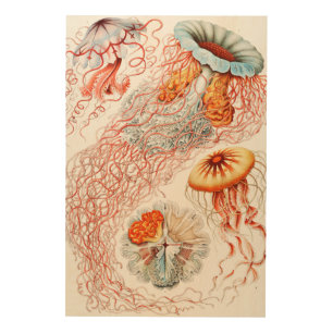 Jellyfish, Discomedusae  by Ernst Haeckel Wood Wall Art
