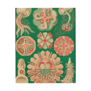 Jellyfish, Discomedusae by Ernst Haeckel Wood Wall Art