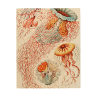 Jellyfish, Discomedusae by Ernst Haeckel