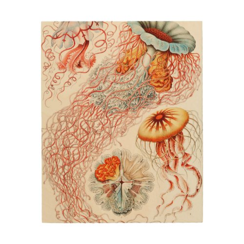 Jellyfish Discomedusae  by Ernst Haeckel Wood Wall Art