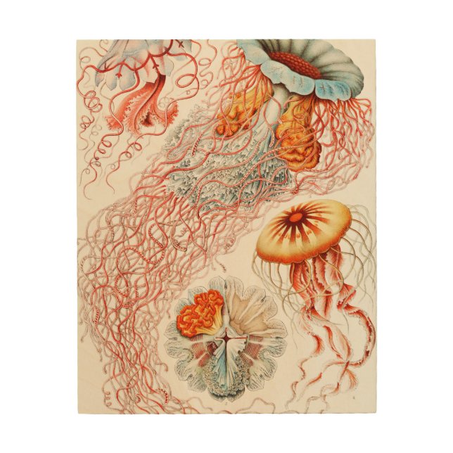 Jellyfish, Discomedusae  by Ernst Haeckel Wood Wall Art (Front)