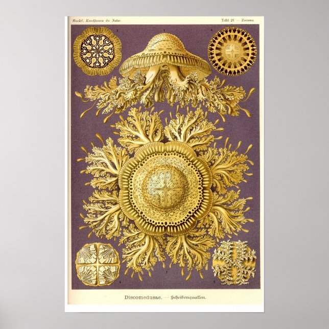 Jellyfish - Discomedusae - Ernst Haeckel Poster (Front)