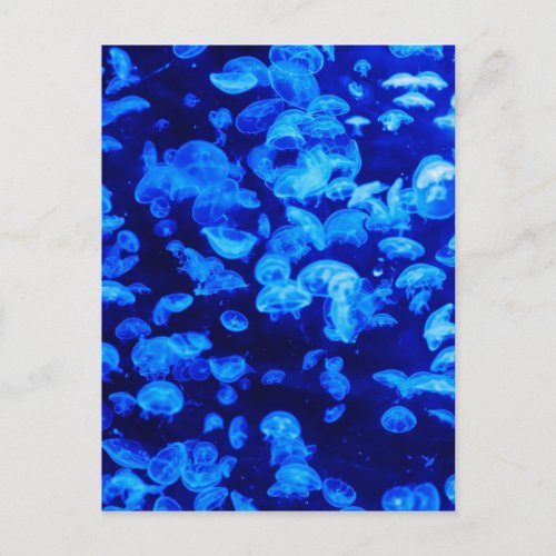 Jellyfish in Deep Blue Sea Postcard