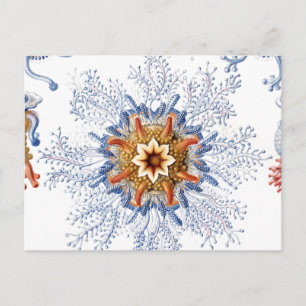 Jellyfish in Orange and Blue Postcard