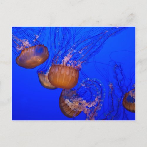 Jellyfish in the Ocean Watercolor Postcard