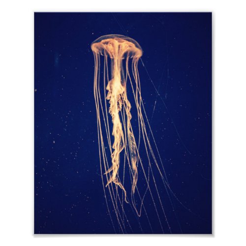 Jellyfish in Vibrant Color  Photo Print