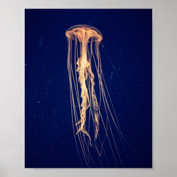 Jellyfish In Vibrant Color | Poster by GaeaPhoto at Zazzle