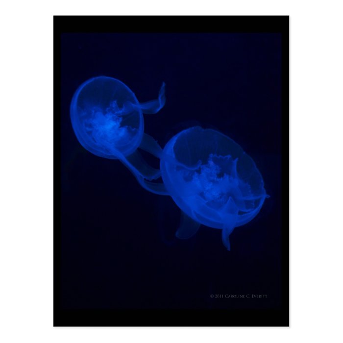 Jellyfish Magic Post Card