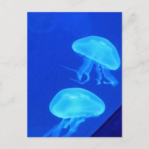 Jellyfish North Carolina Aquarium Postcard