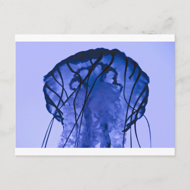 Jellyfish on Blue Postcard (Front)