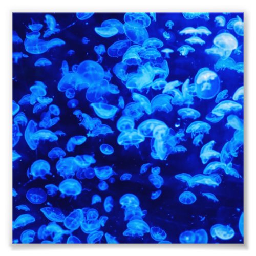 Jellyfish Photo Print