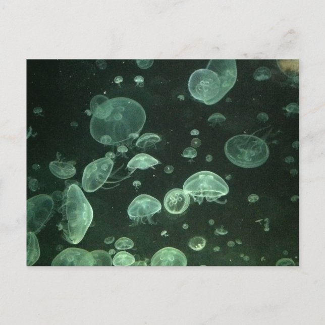 Jellyfish Post Card (Front)