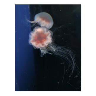 Jellyfish Postcard