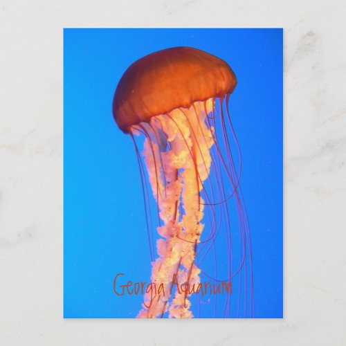 Jellyfish Postcard