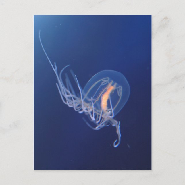 jellyfish postcard (Front)