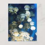 Jellyfish Postcard at Zazzle