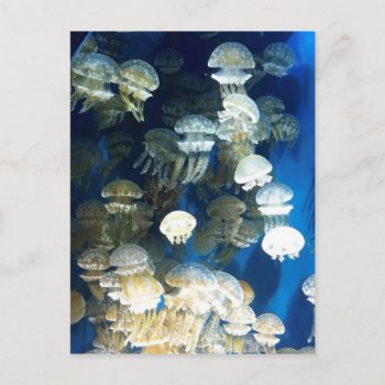 Jellyfish Postcard by KEW_Sunsets_and_More at Zazzle