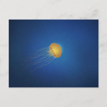 Jellyfish Postcard by vladstudio at Zazzle