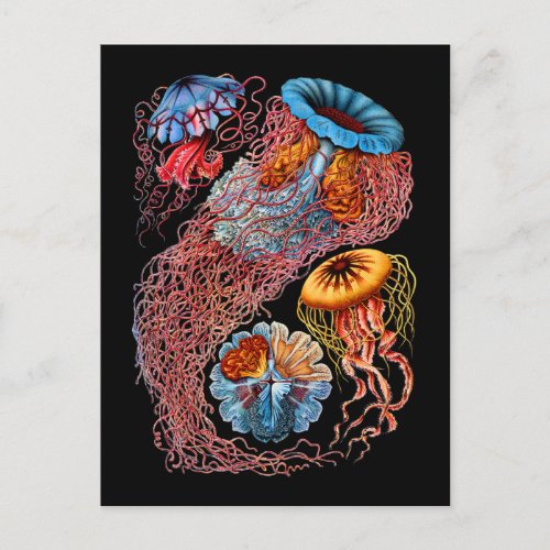 Jellyfish Postcard