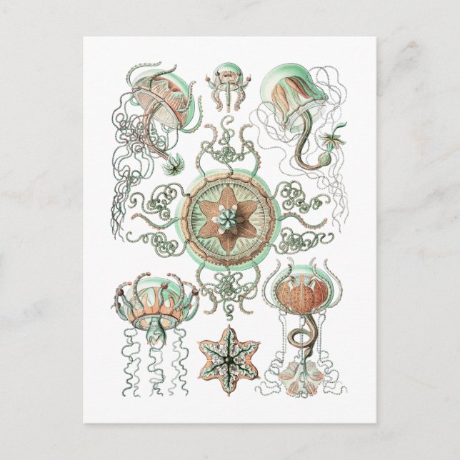 Jellyfish Postcard (Front)