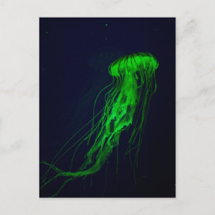 Jellyfish Postcard