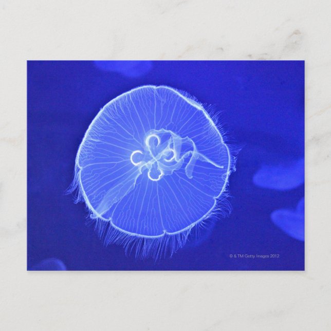 Jellyfish Postcard (Front)