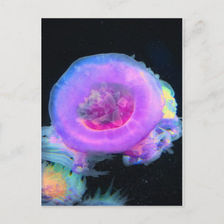 Jellyfish Postcard