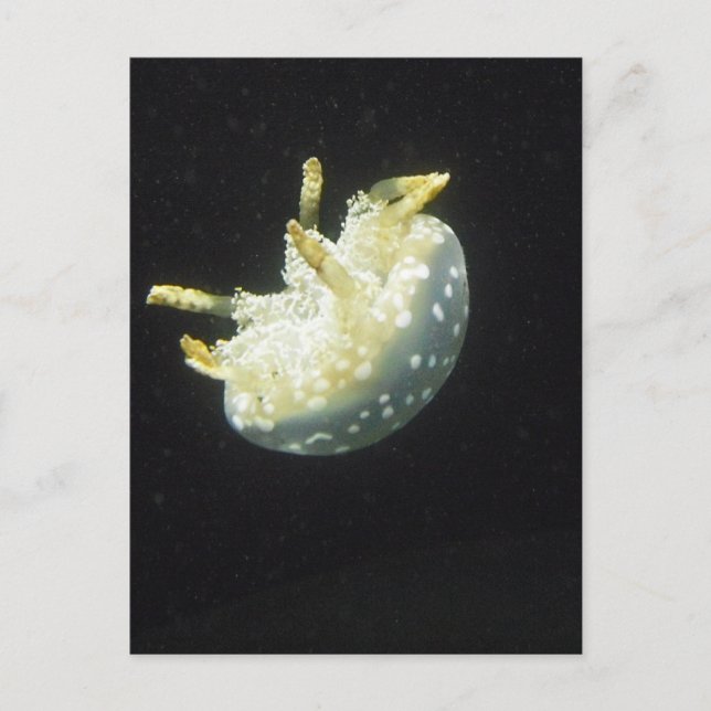 Jellyfish Postcard (Front)