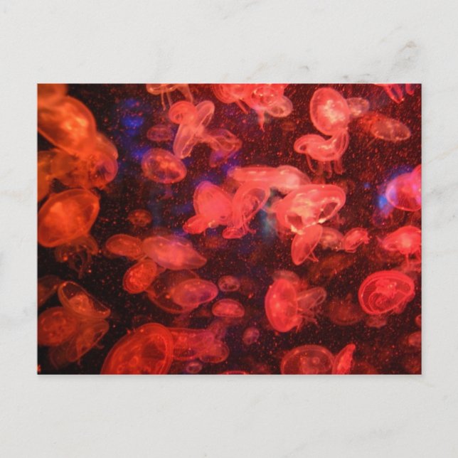 Jellyfish Postcard (Front)