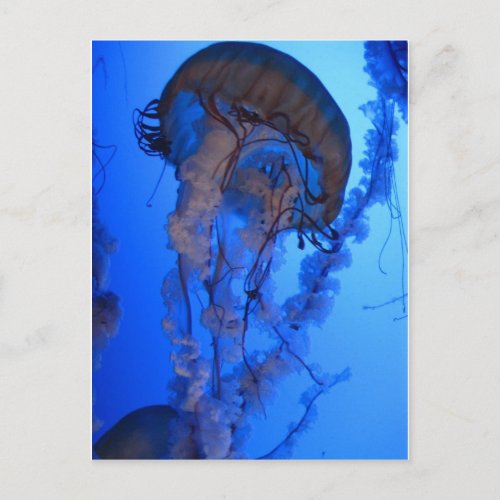 Jellyfish Postcard