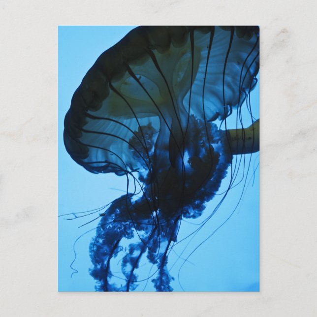 Jellyfish Postcard (Front)