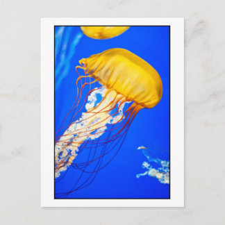 Jellyfish Postcard