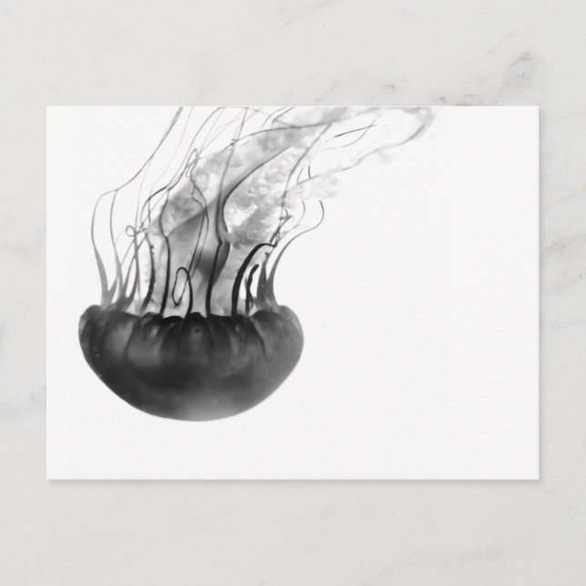 Jellyfish Postcard (Black and White) (Front)